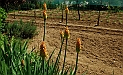 Fiori, Piante, natura_14